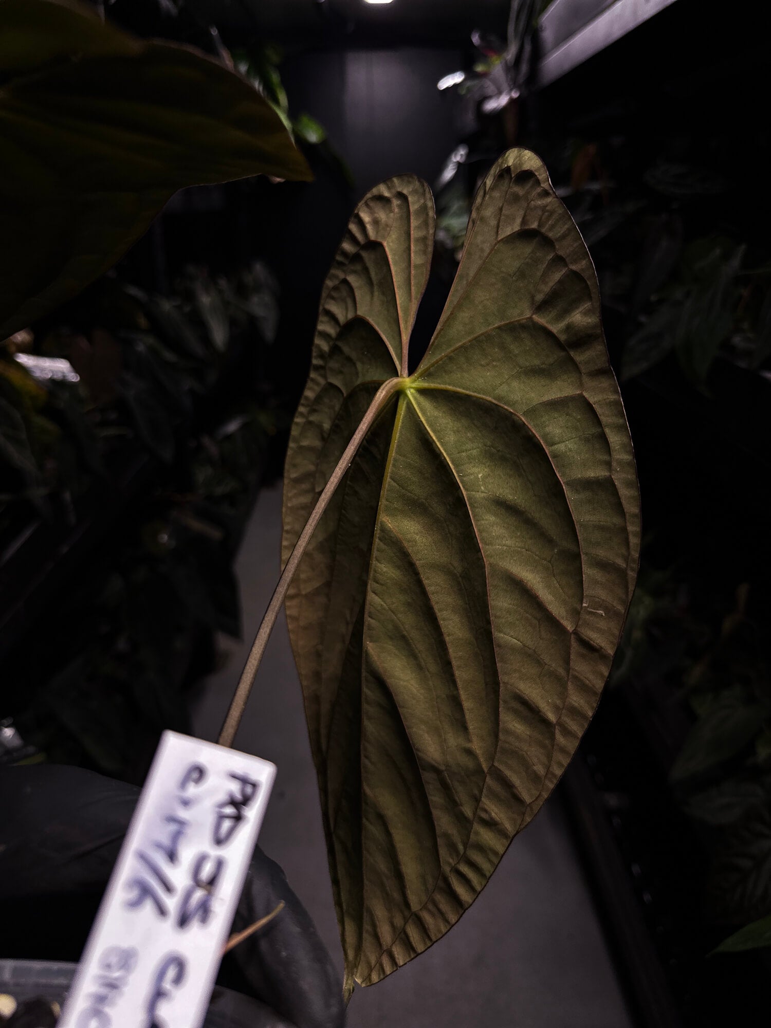 Anthurium papillilaminum x dressleri 'JS' • OG Clone