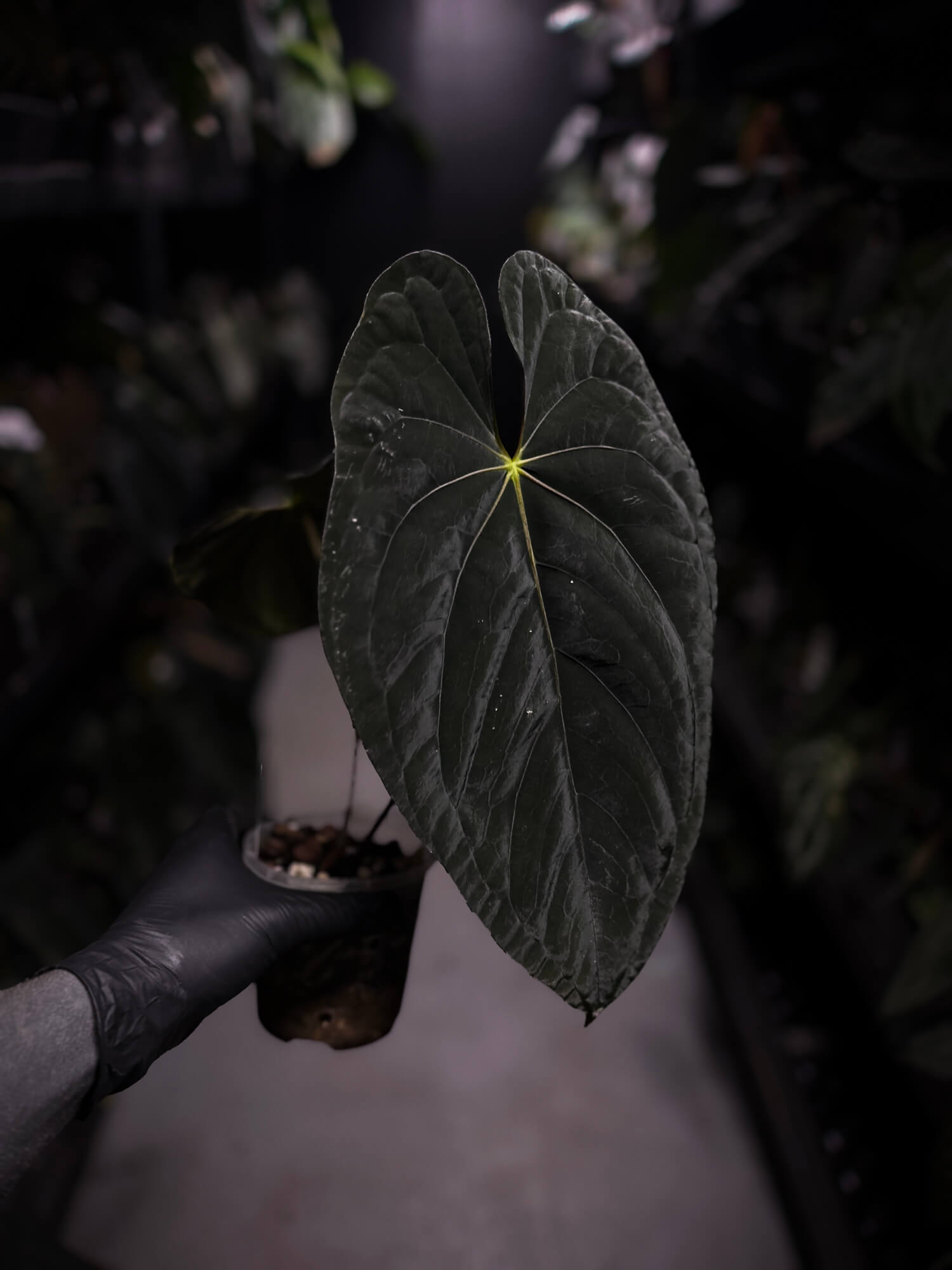 Anthurium papillilaminum x dressleri 'JS' • OG Clone