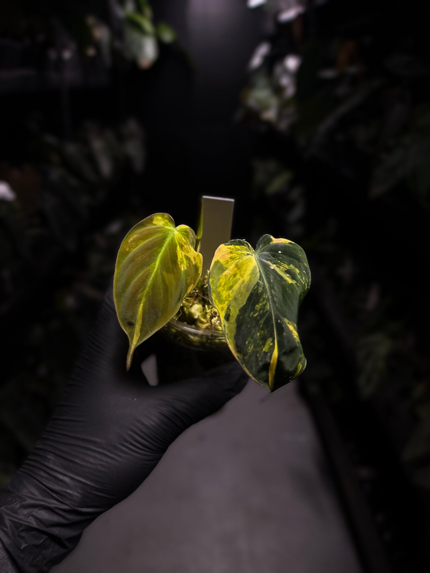 Philodendron micans • variegated