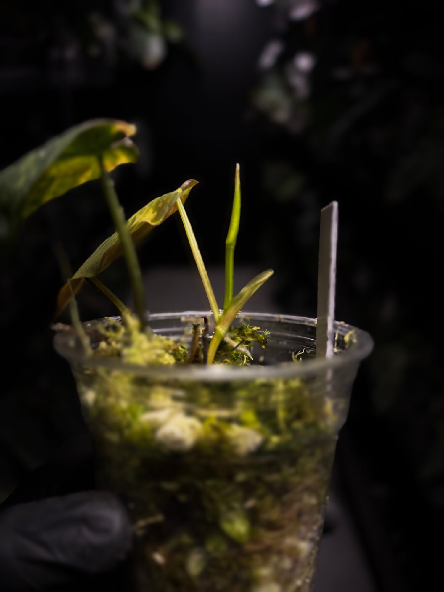 Philodendron micans • variegated