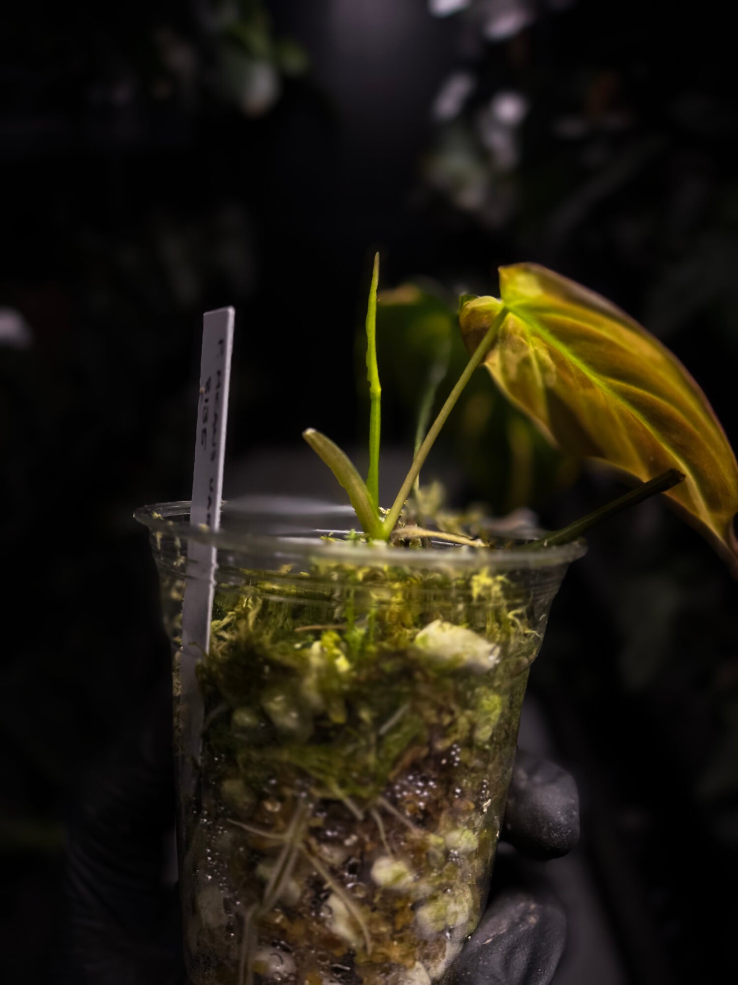 Philodendron micans • variegated