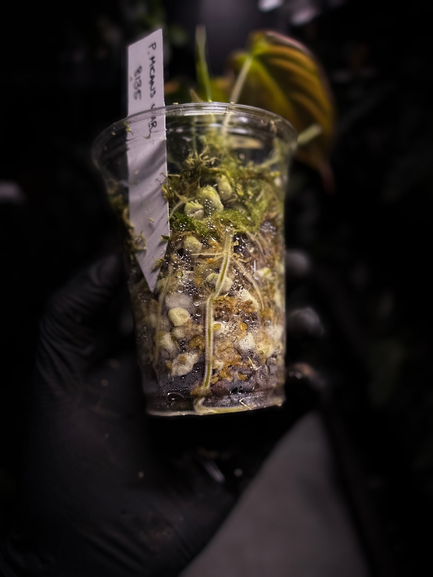 Philodendron micans • variegated