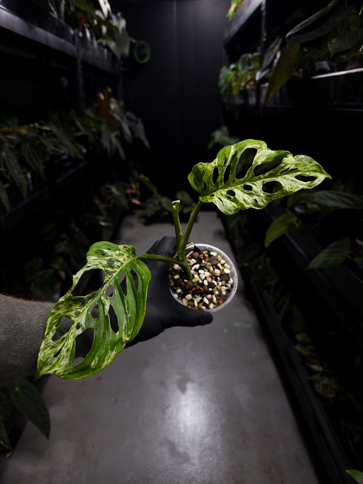 Monstera adansonii variegated mint / mottled