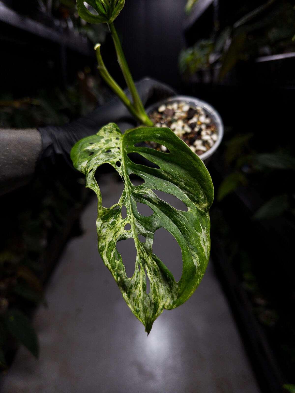 Monstera adansonii variegated mint / mottled