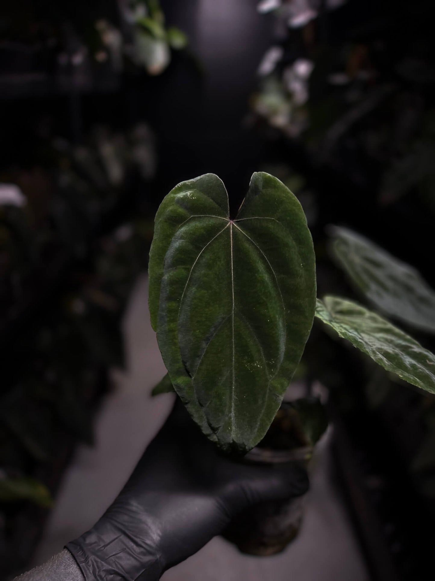 Anthurium 'Midnight Velvet Deep Ruby'