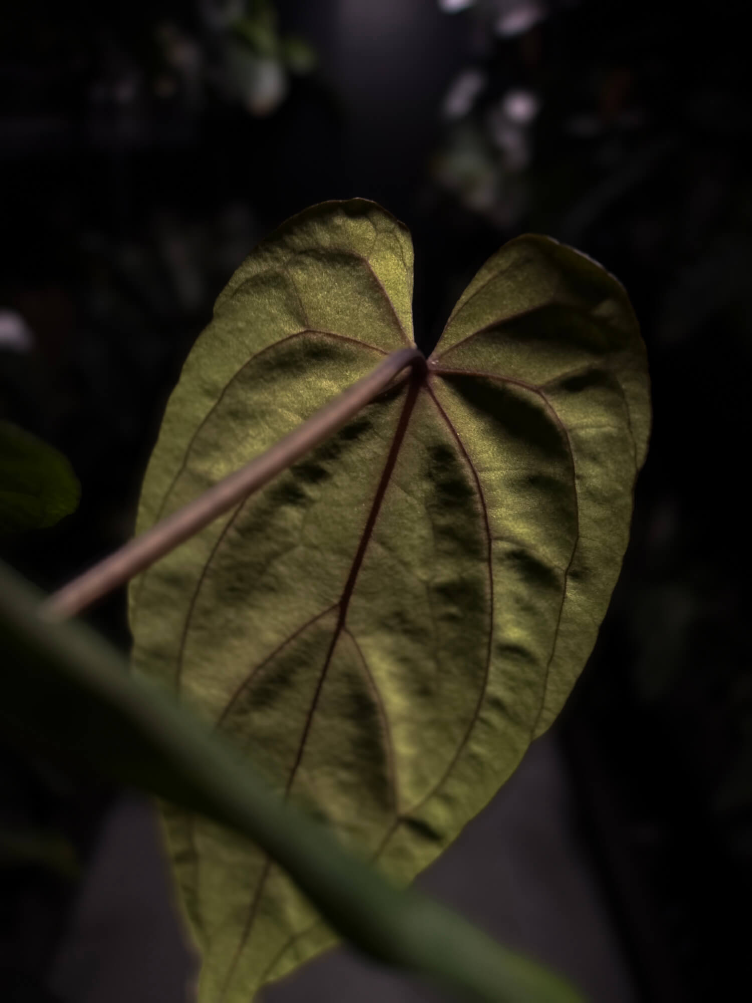 Anthurium 'Midnight Velvet Deep Ruby'