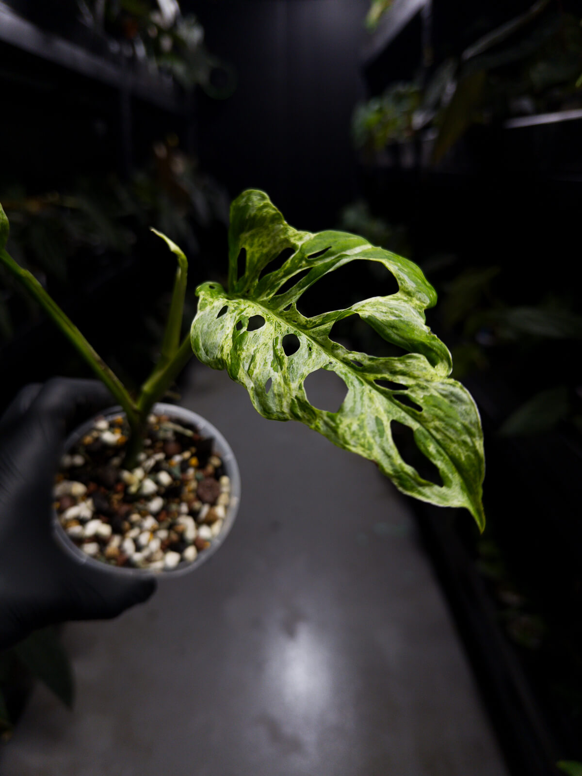 Monstera adansonii variegated mint / mottled