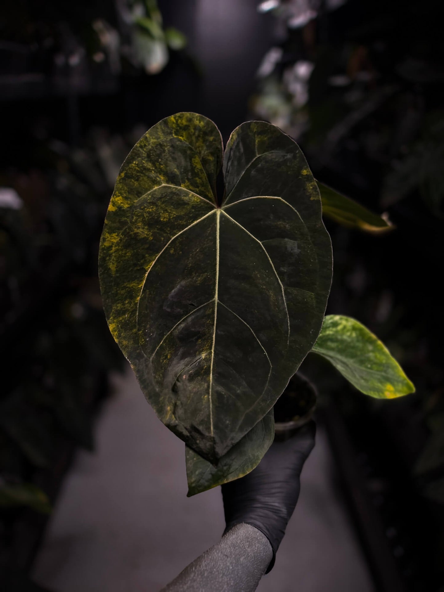 Anthurium lux pap crys hybrid • pink & orange variegated