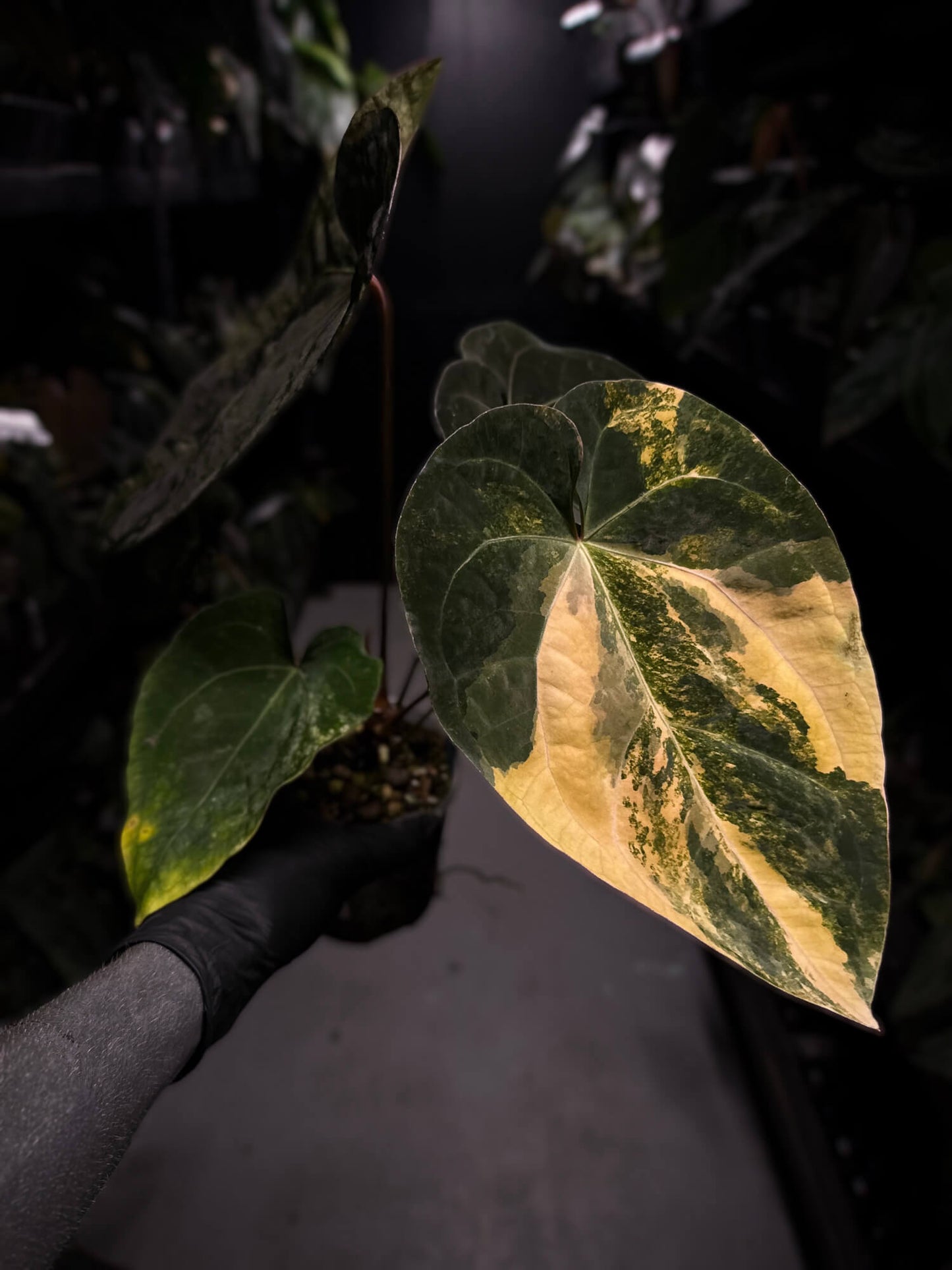 Anthurium lux pap crys hybrid • pink & orange variegated