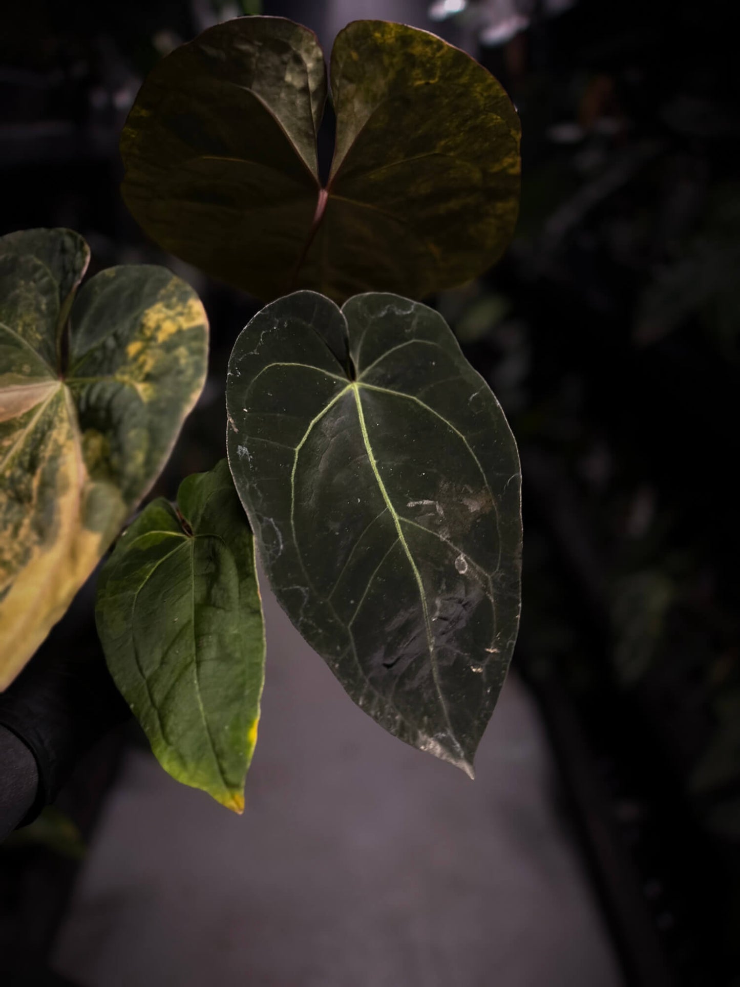 Anthurium lux pap crys hybrid • pink & orange variegated
