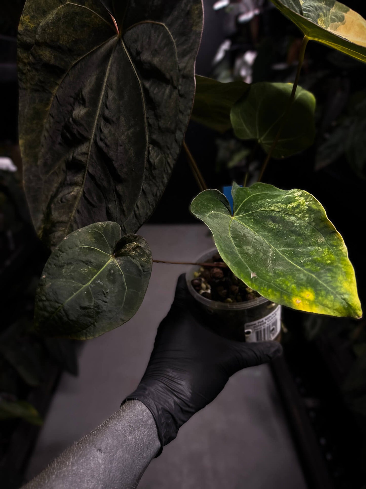 Anthurium lux pap crys hybrid • pink & orange variegated