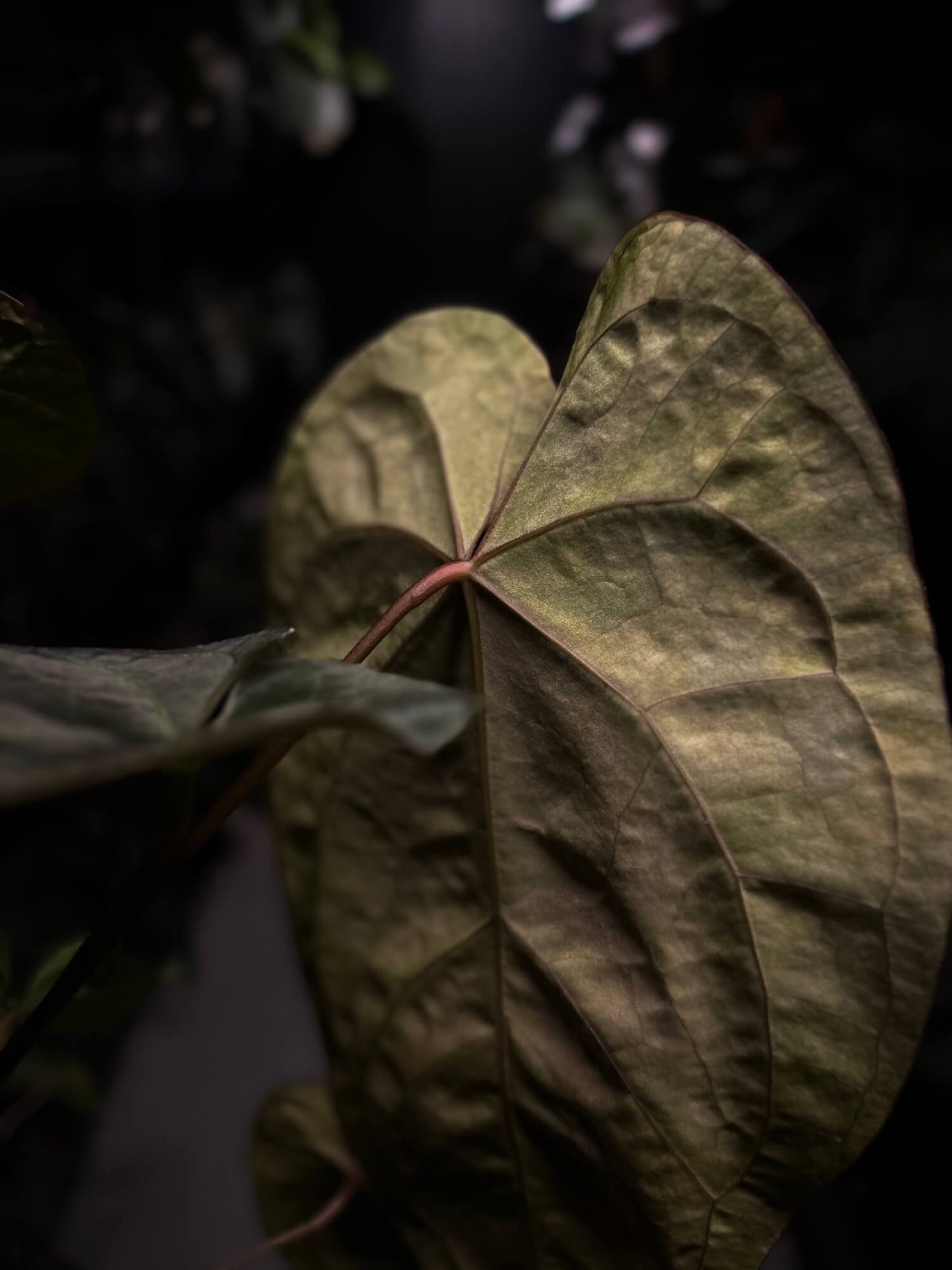 Anthurium lux pap crys hybrid • pink & orange variegated