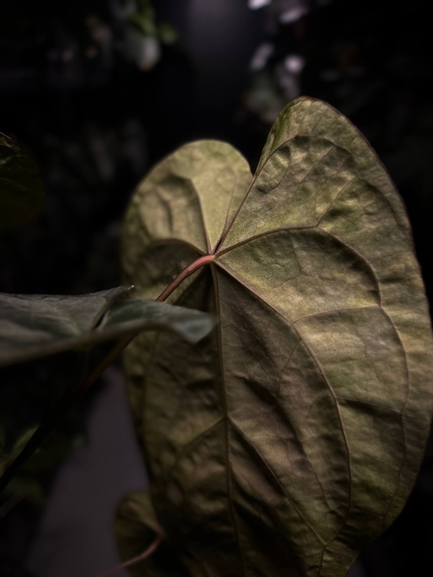 Anthurium lux pap crys hybrid • pink & orange variegated