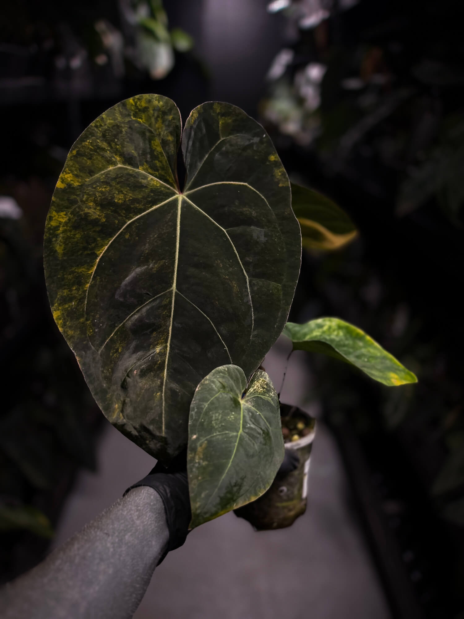 Anthurium lux pap crys hybrid • pink & orange variegated