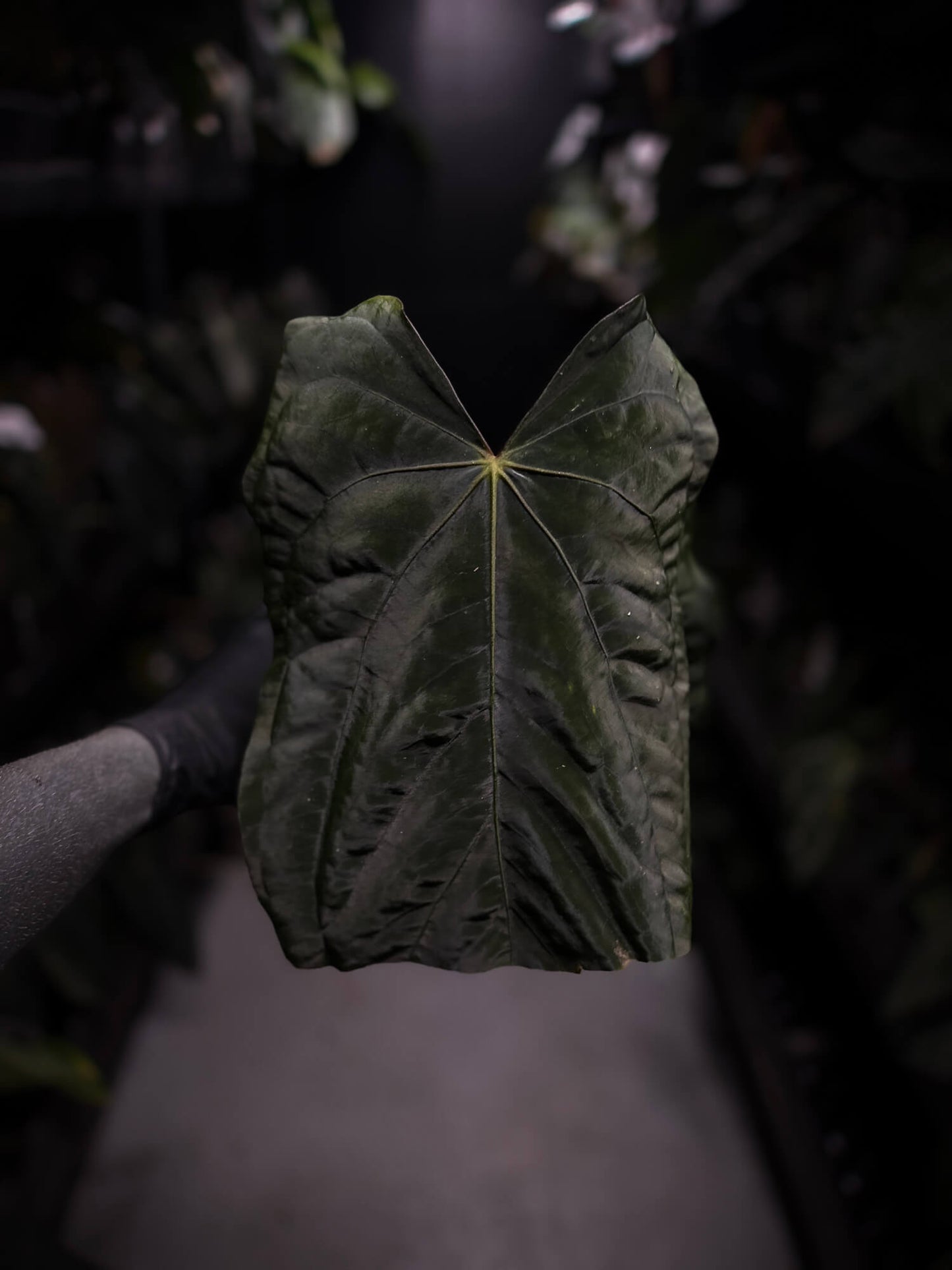 Anthurium (carla x dress) x (pap 'RL' x self) • select holdback
