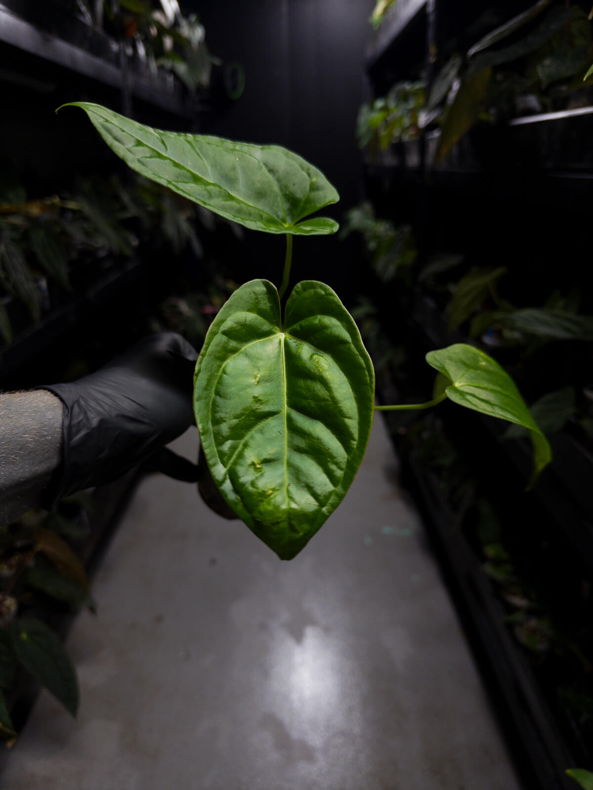 Anthurium 'Guatemala' hybrid