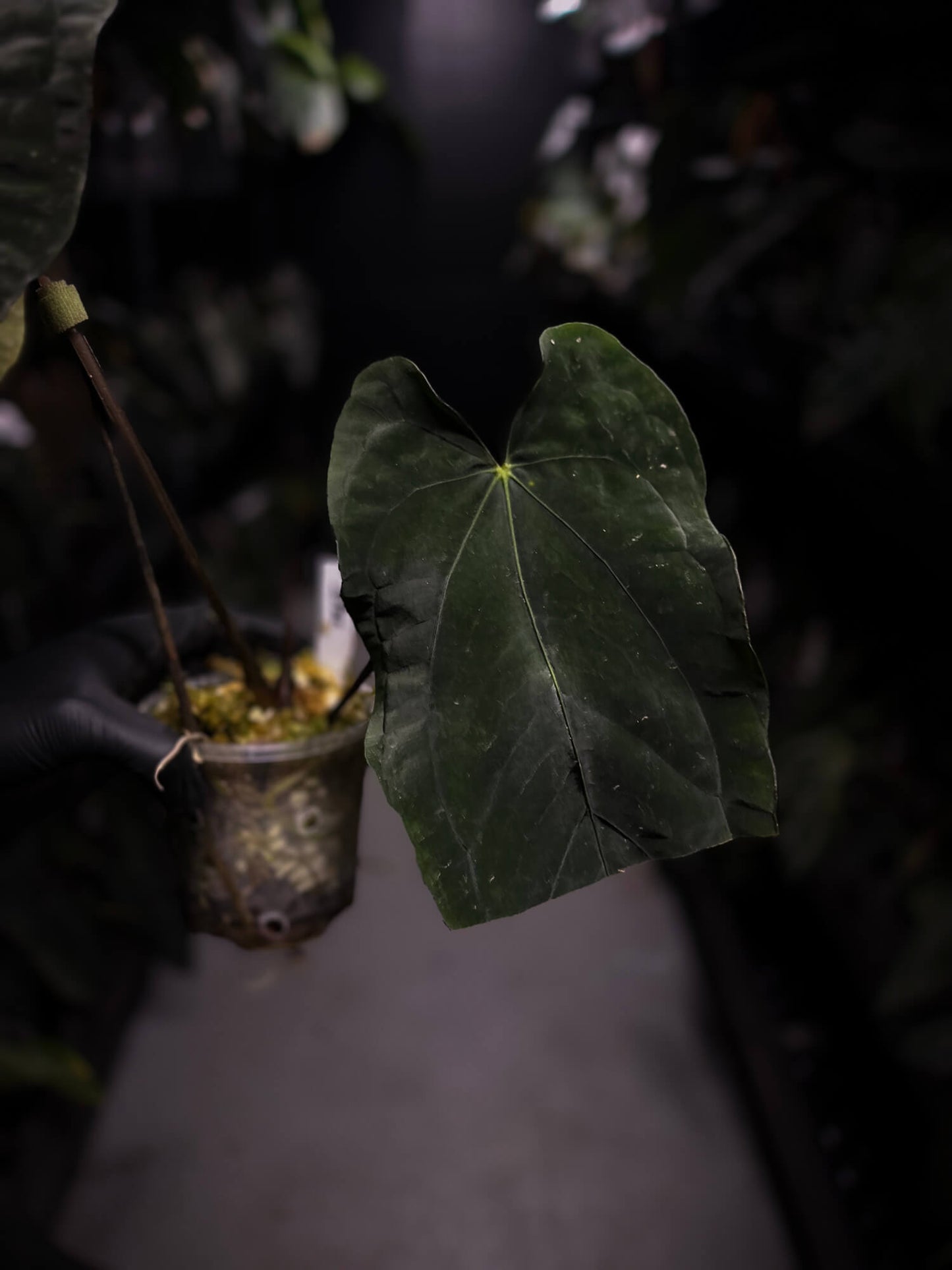 Anthurium (carla x dress) x (pap 'RL' x self) • select holdback