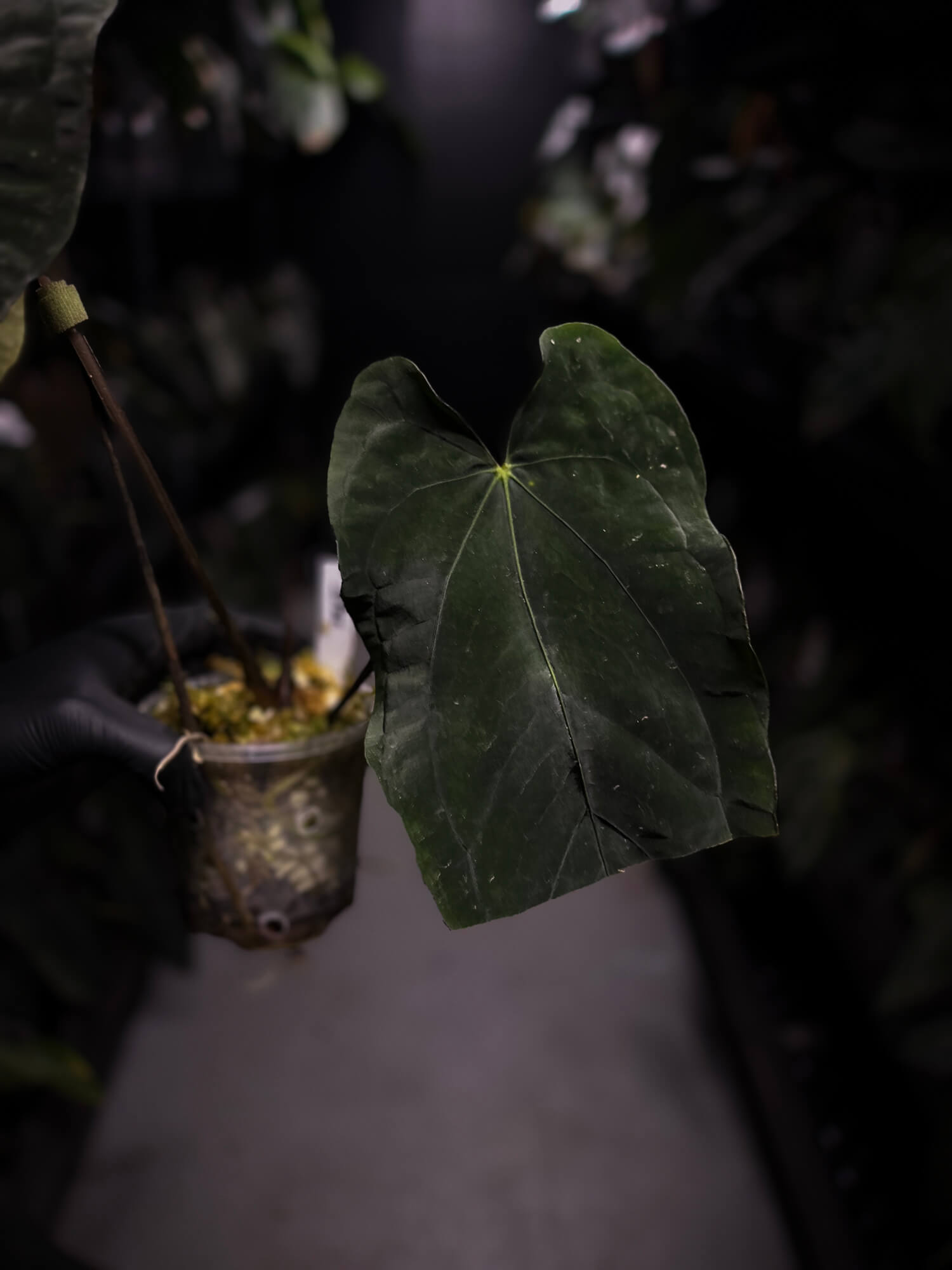 Anthurium (carla x dress) x (pap 'RL' x self) • select holdback