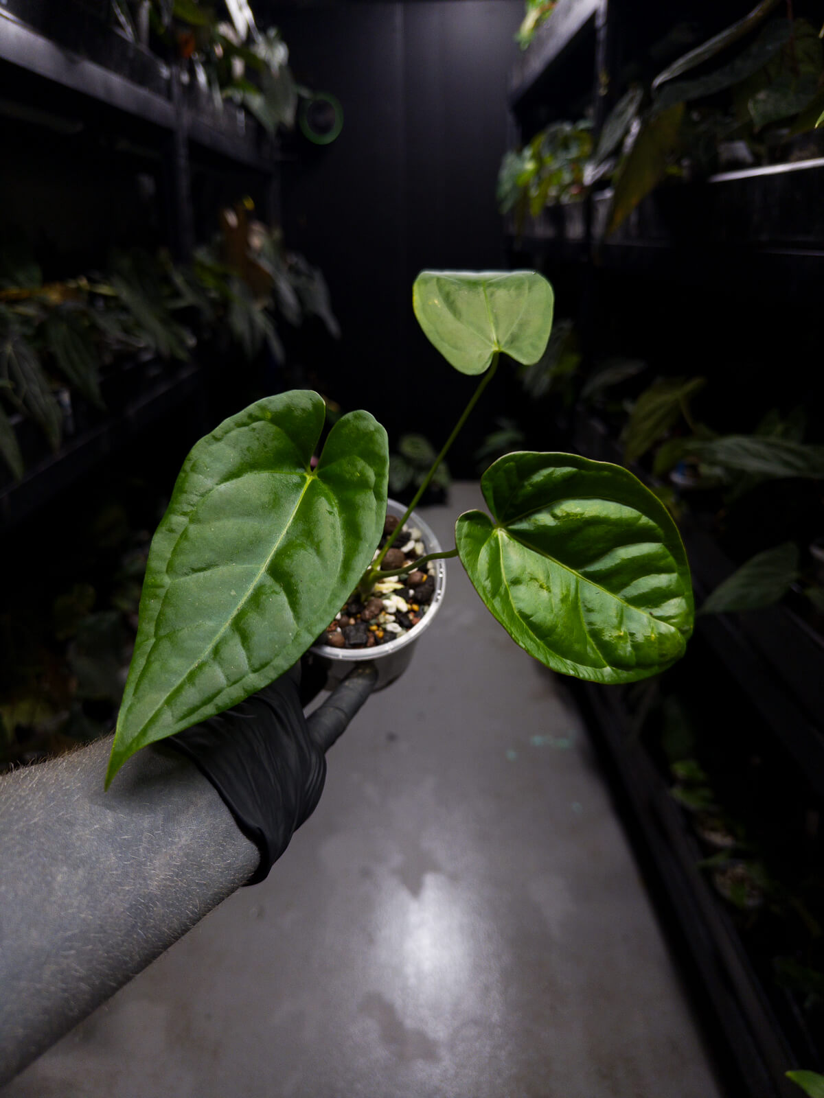 Anthurium 'Guatemala' hybrid