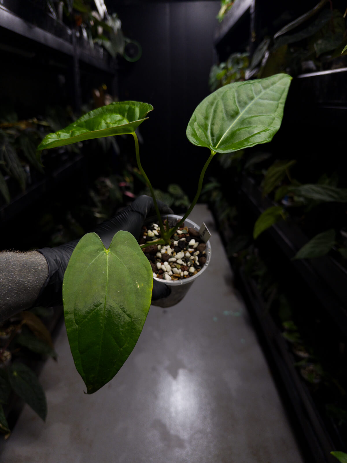 Anthurium 'Guatemala' hybrid