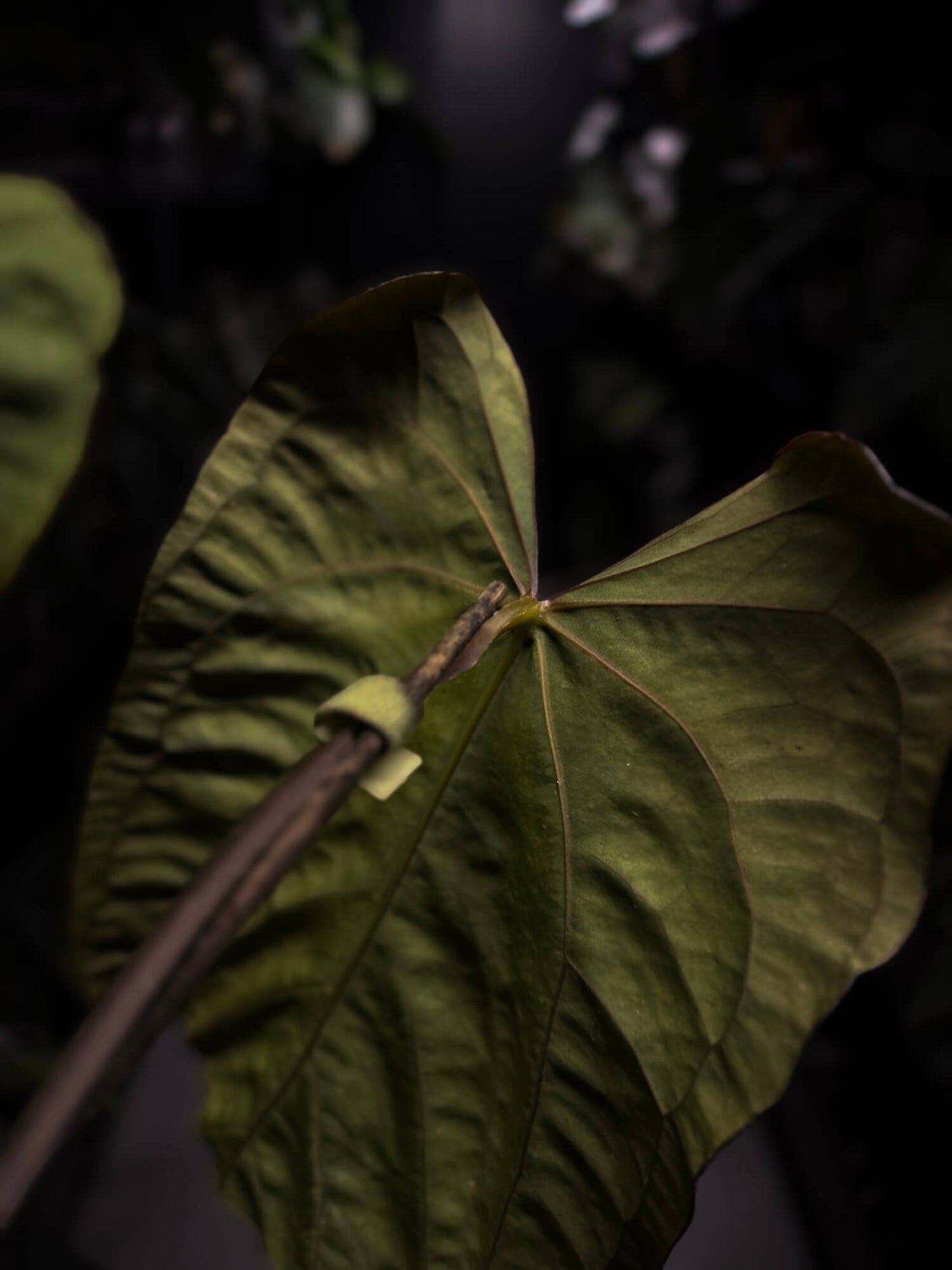 Anthurium (carla x dress) x (pap 'RL' x self) • select holdback