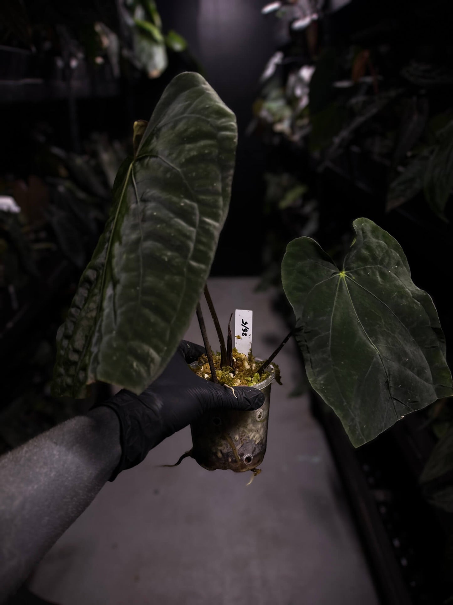 Anthurium (carla x dress) x (pap 'RL' x self) • select holdback