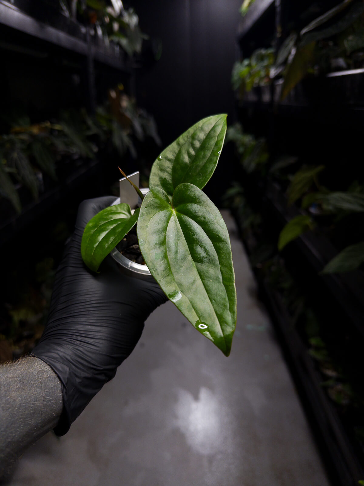 Anthurium 'Guatemala' x luxurians