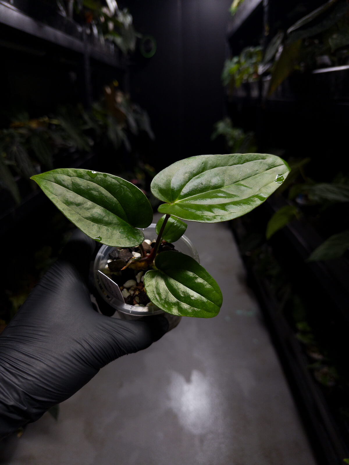 Anthurium 'Guatemala' x luxurians