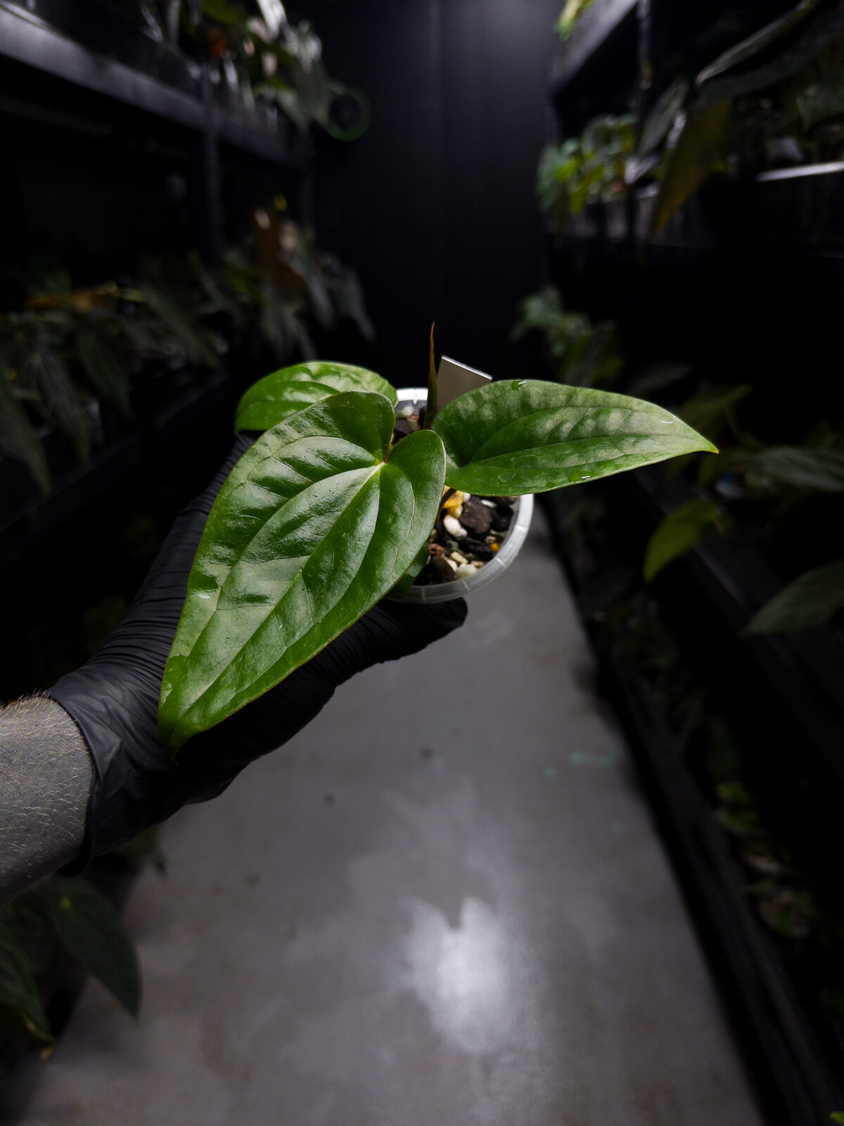 Anthurium 'Guatemala' x luxurians