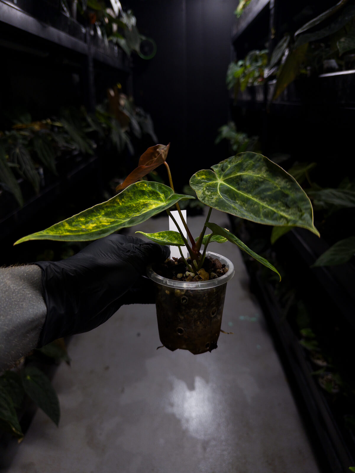 Anthurium forgetii hybrid • variegated • stunning emergents