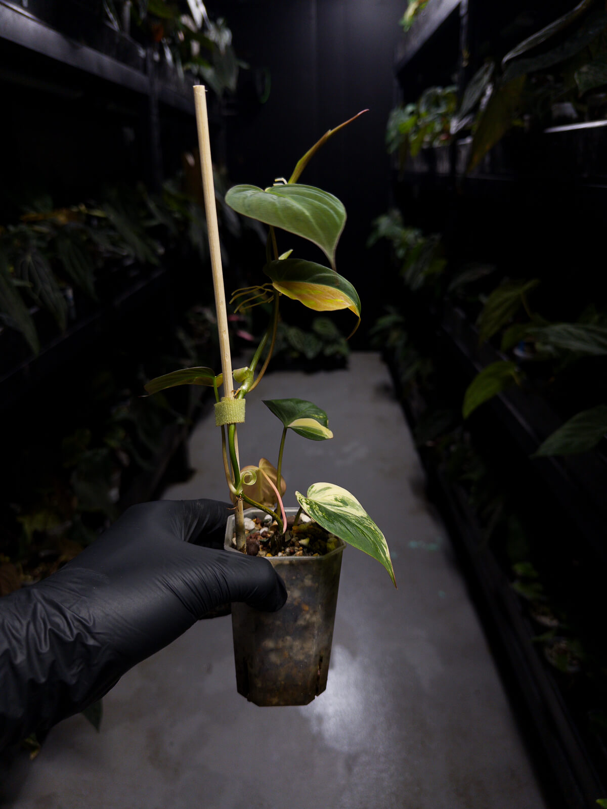 Philodendron micans • variegated