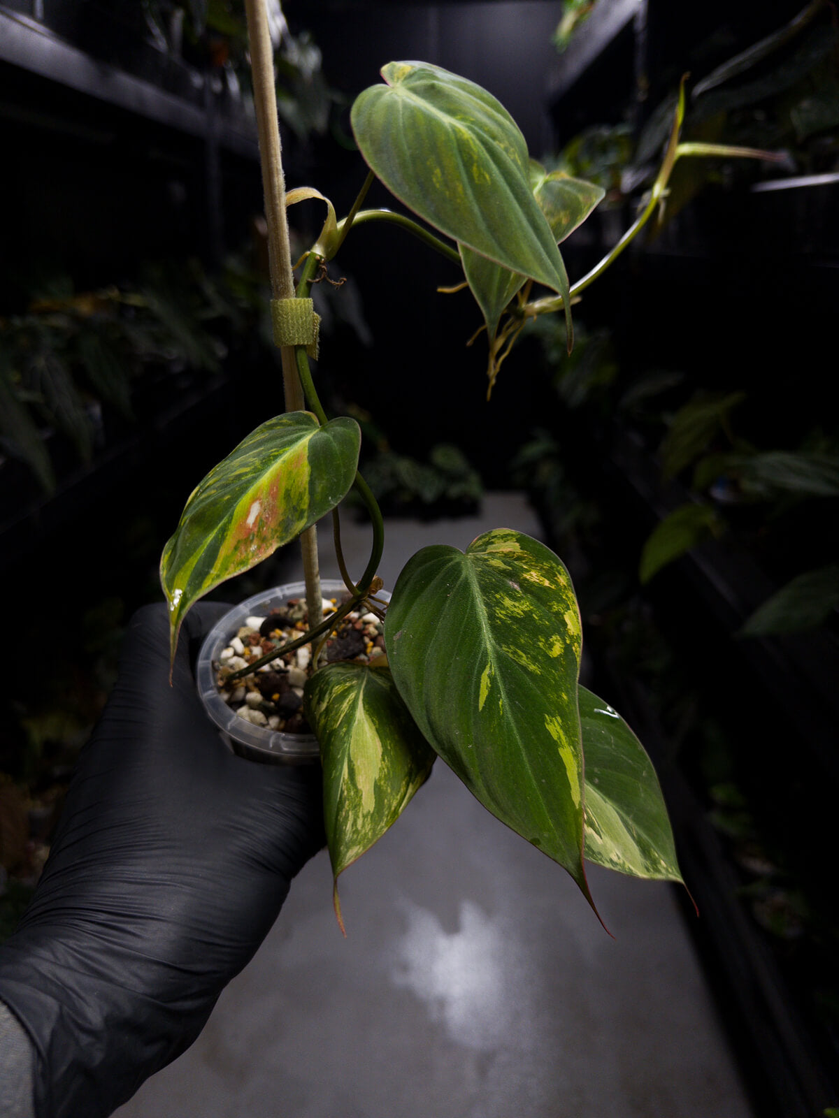 Philodendron micans • variegated