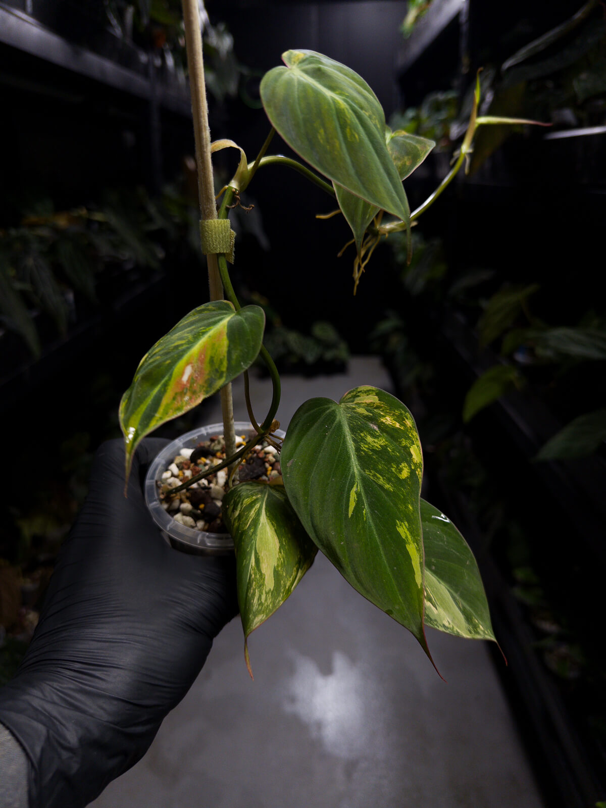 Philodendron micans • variegated