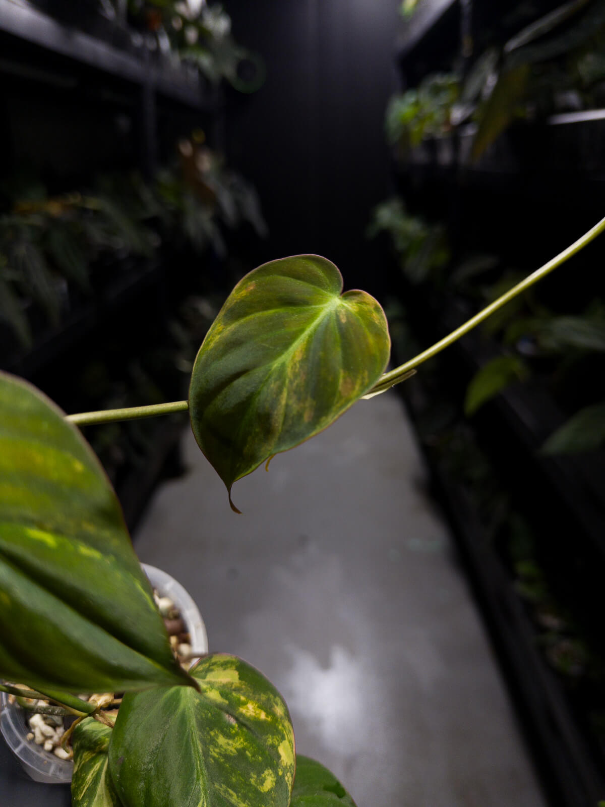 Philodendron micans • variegated