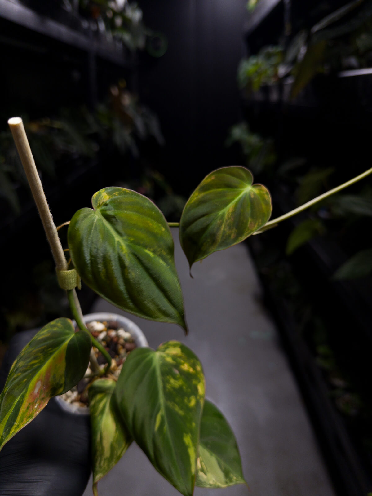Philodendron micans • variegated