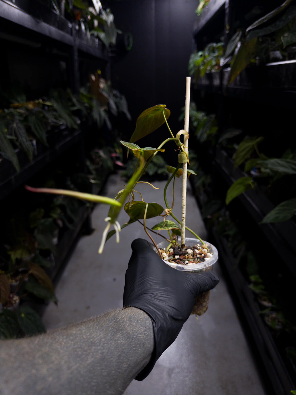 Philodendron micans • variegated