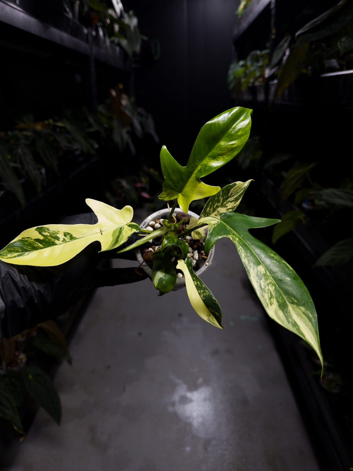 Philodendron 'Florida Beauty' • variegated clumping form • non-TC