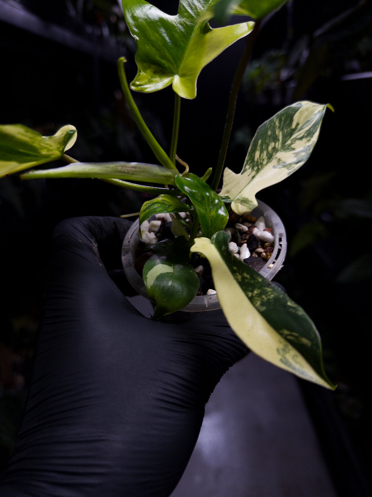 Philodendron 'Florida Beauty' • variegated clumping form • non-TC