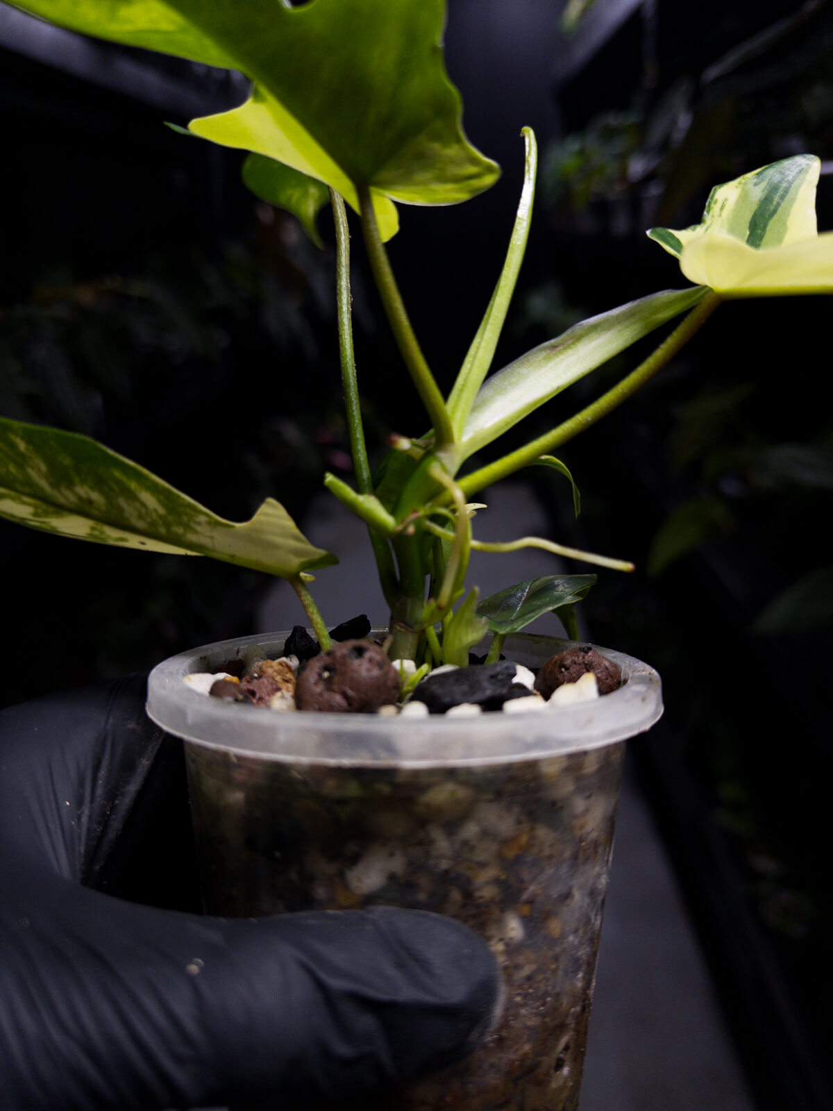 Philodendron 'Florida Beauty' • variegated clumping form • non-TC