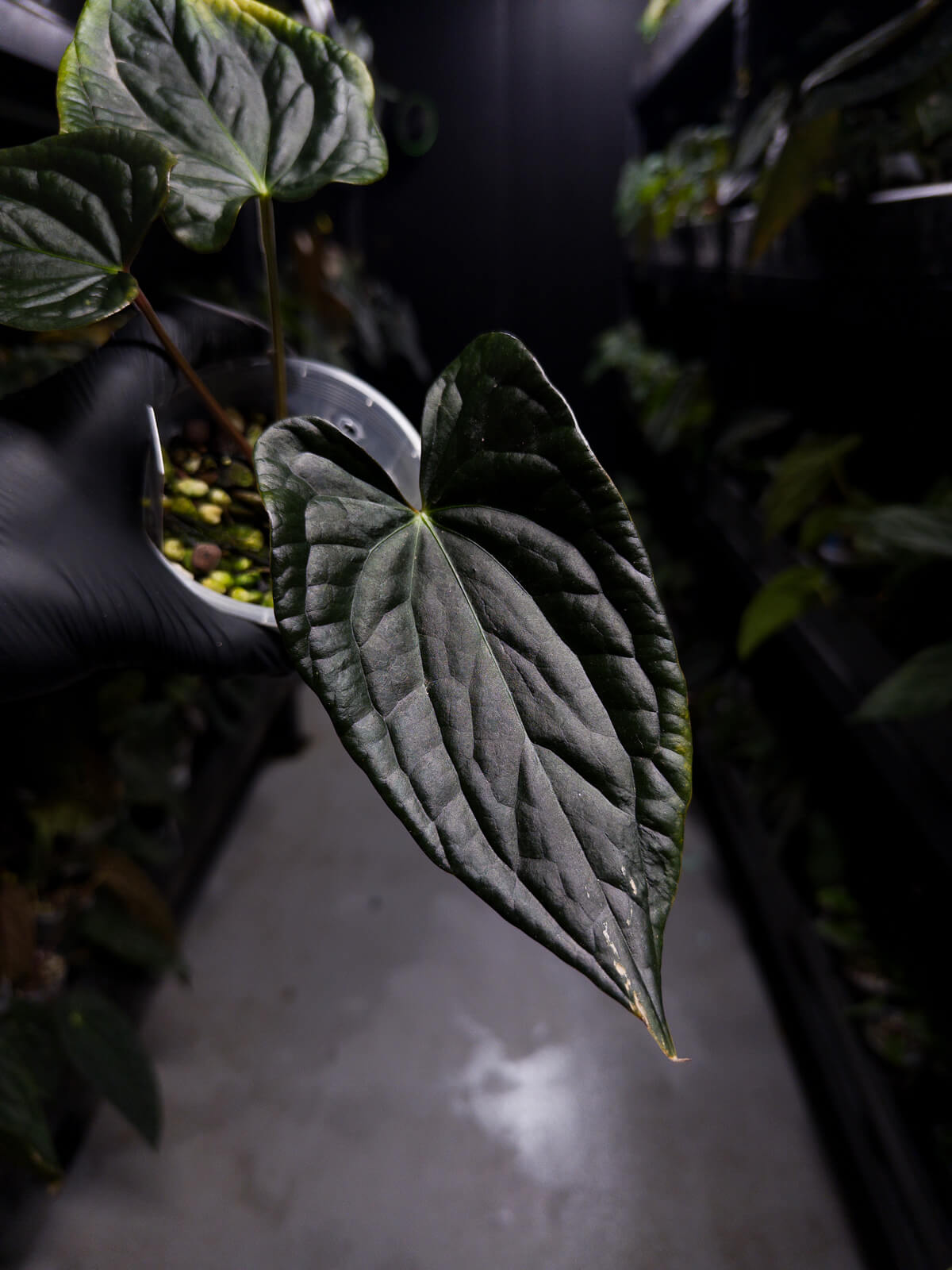 anthurium luxurians petiole Anthurium #TacoTuesdays • luxurians hybrid mutation – The Plant Plug