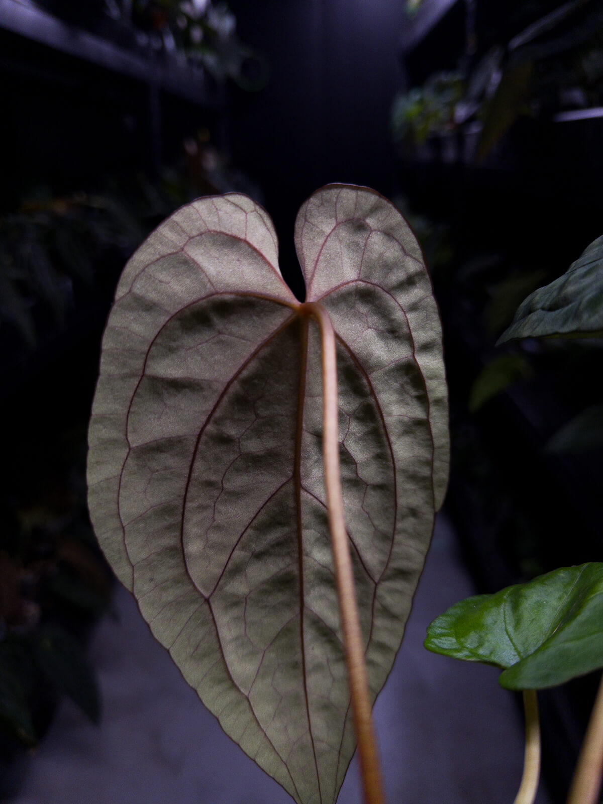 Anthurium papillilaminum hybrid 'Dropbear' x unknown • red veins
