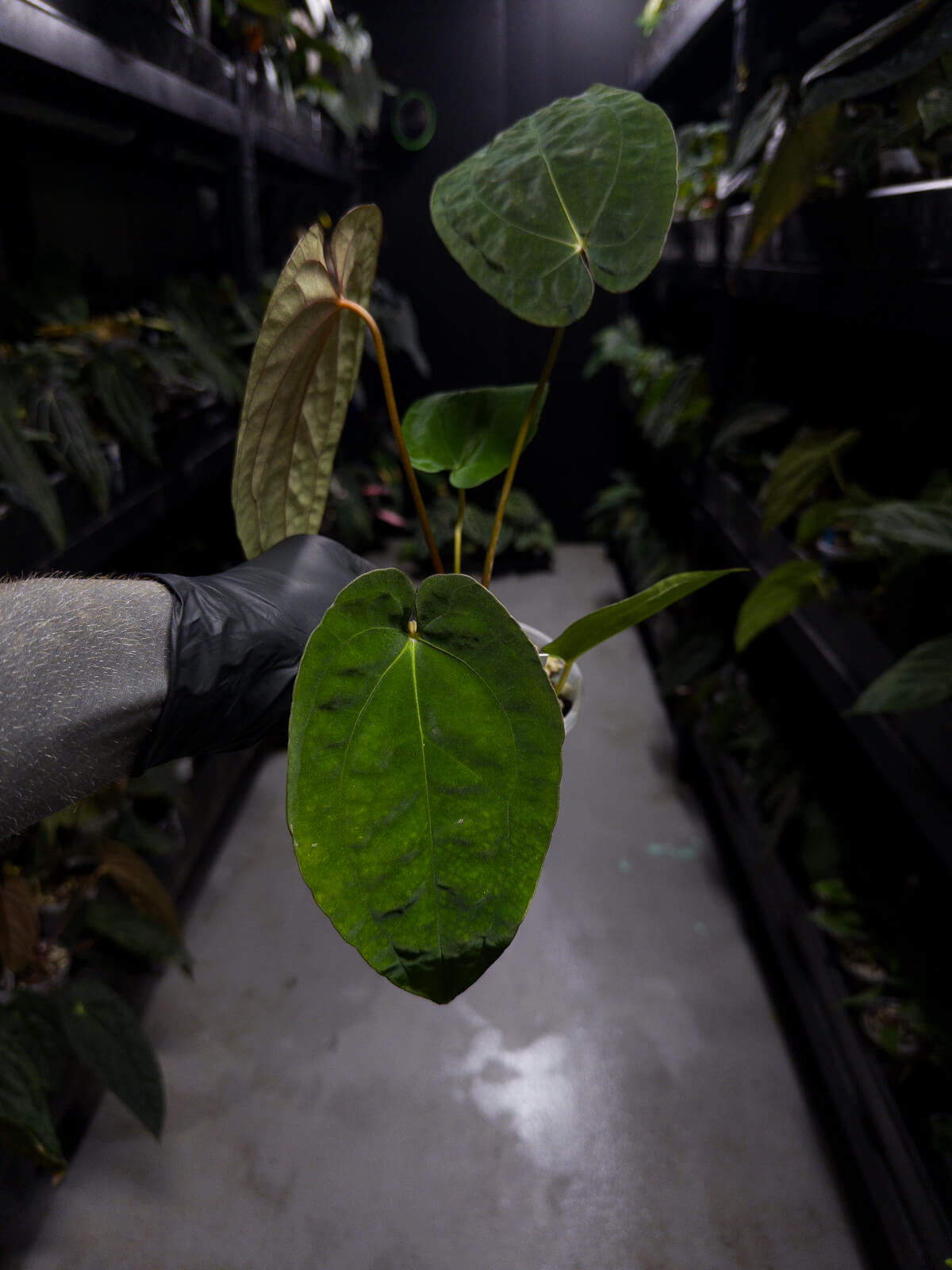 Anthurium papillilaminum hybrid 'Dropbear' x unknown • red veins