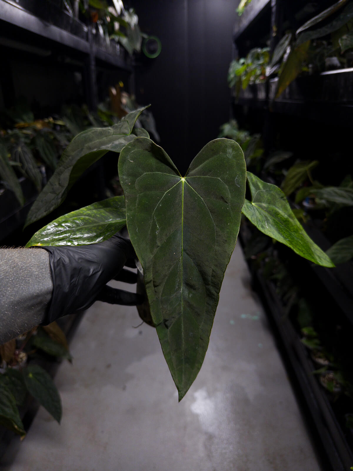 wide sinus anthurium Anthurium #MidnightTequila • wide sinus – The Plant Plug