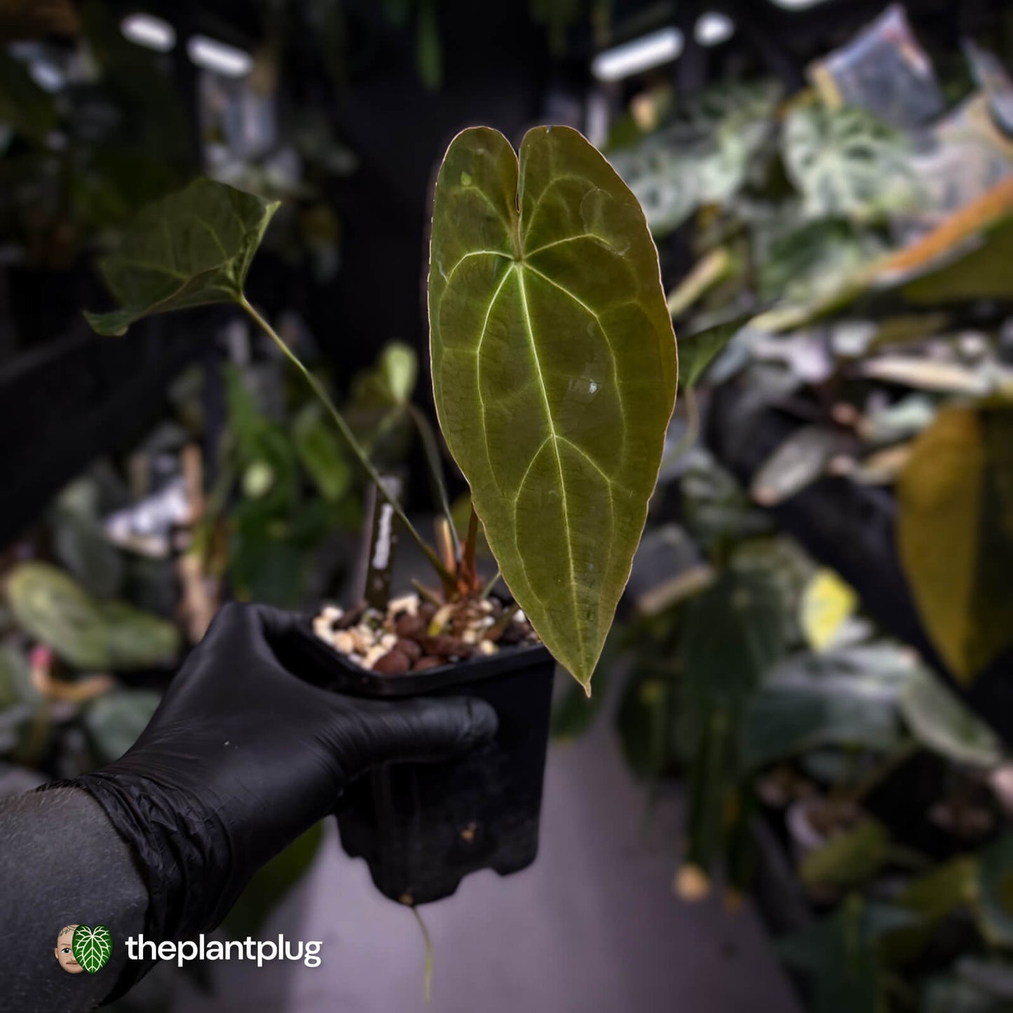 Anthurium forgetii hybrid x besseae aff 'Elektra' ⚡