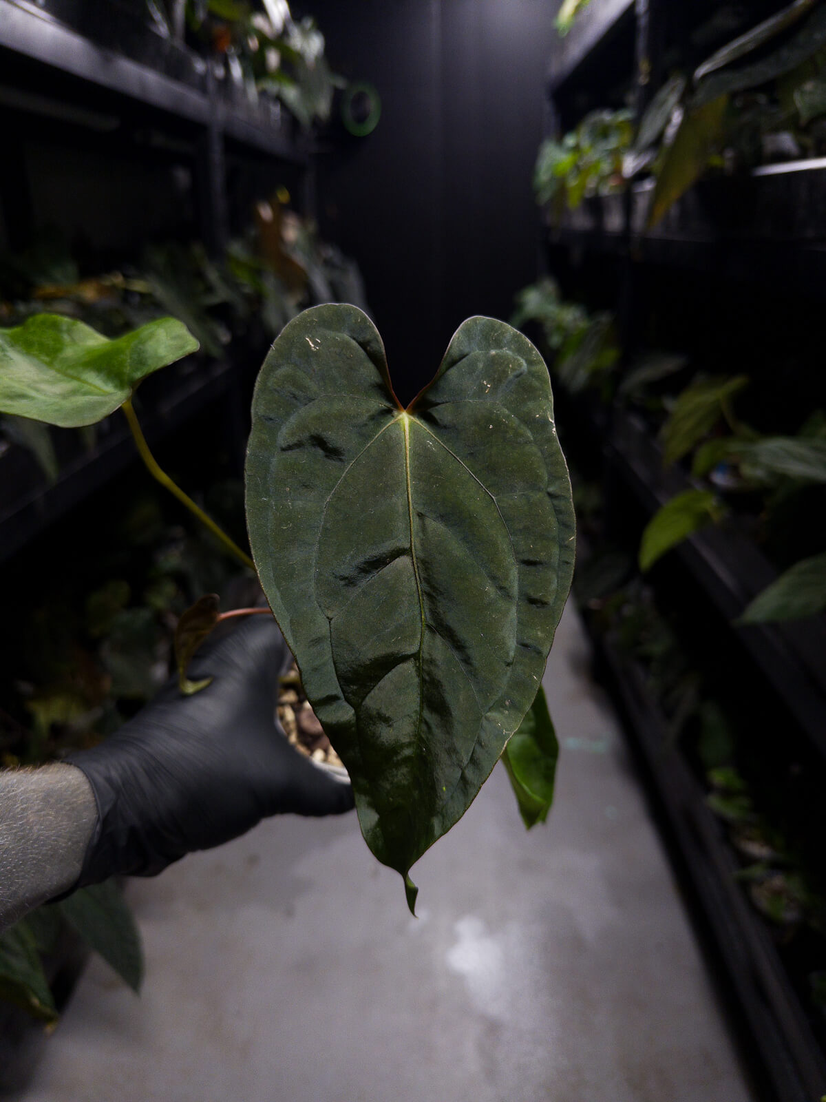Anthurium #Moloch • #TwinPhoenix 'Narrow' x 'Dropbear'