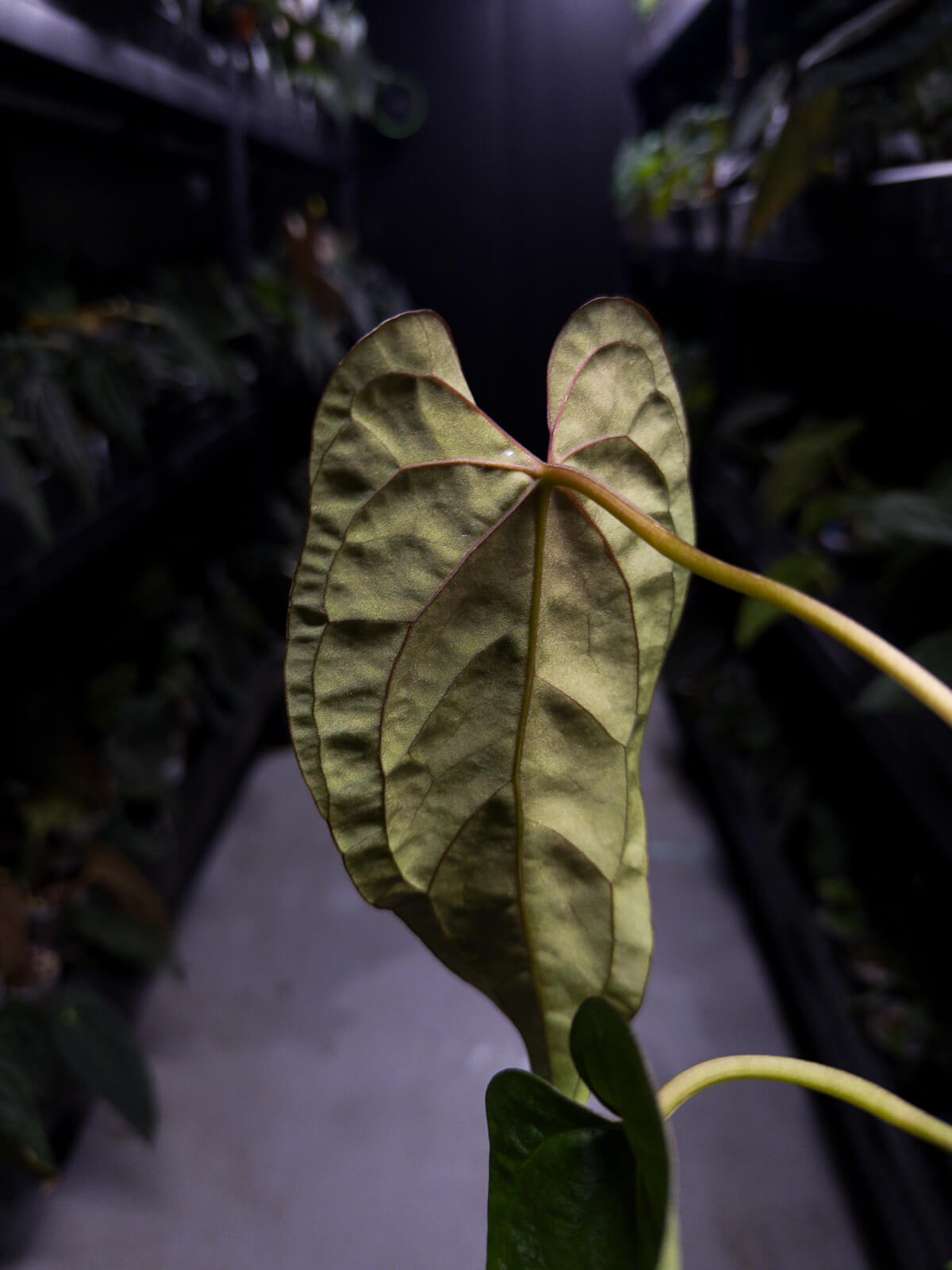 Anthurium #Moloch • #TwinPhoenix 'Narrow' x 'Dropbear'