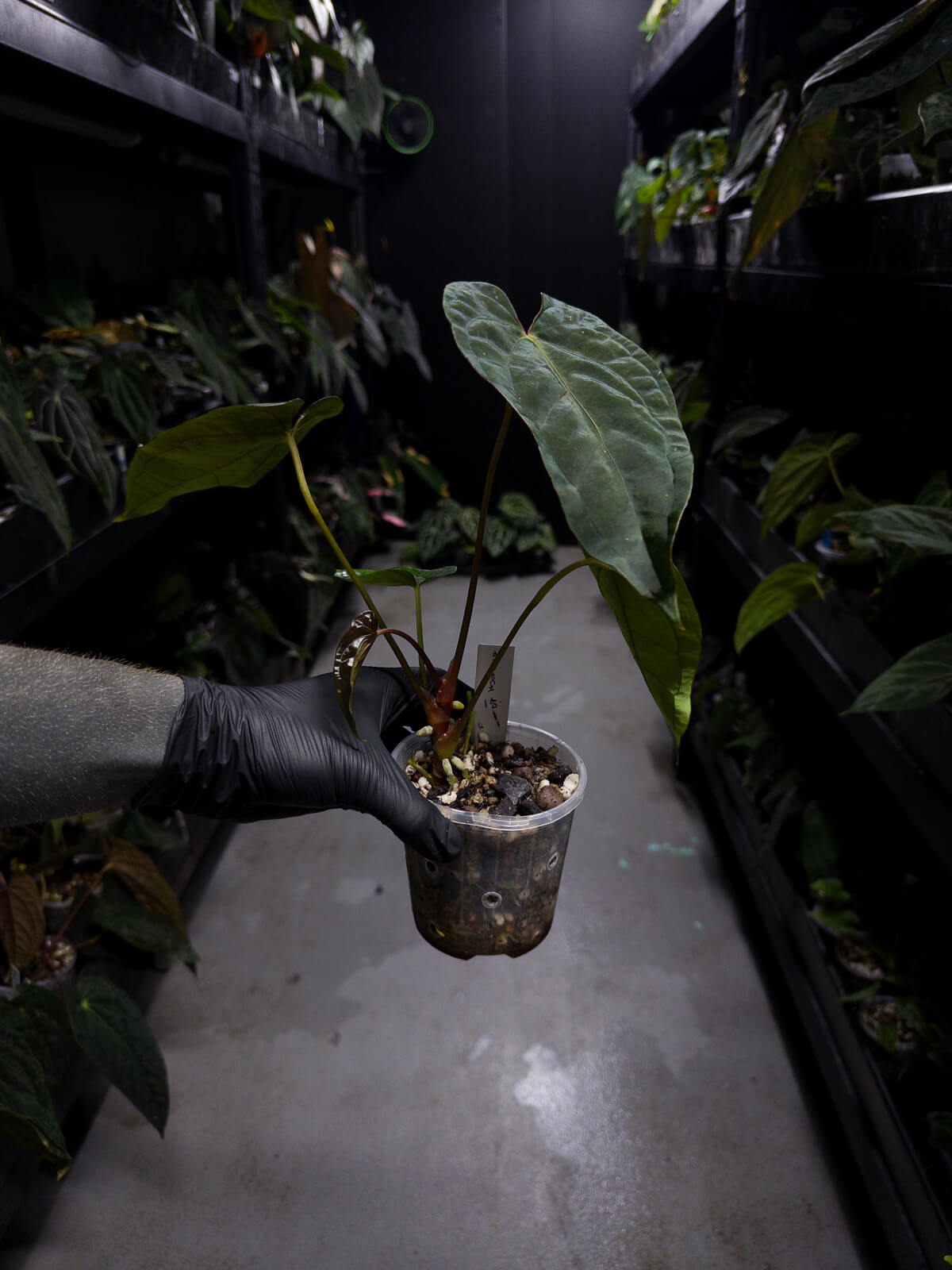 Anthurium #Moloch • #TwinPhoenix 'Narrow' x 'Dropbear'