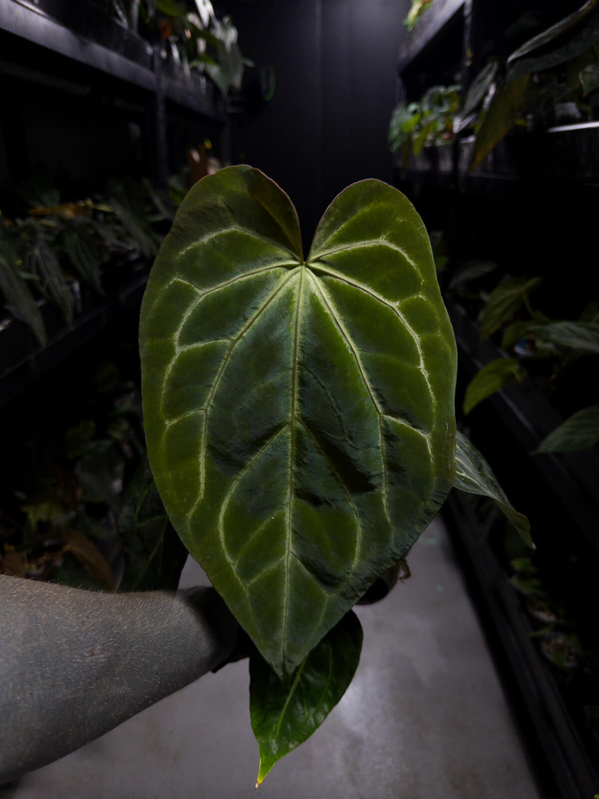 Anthurium ('Blackx' x 'Hoffx') x 'Heinz' s1