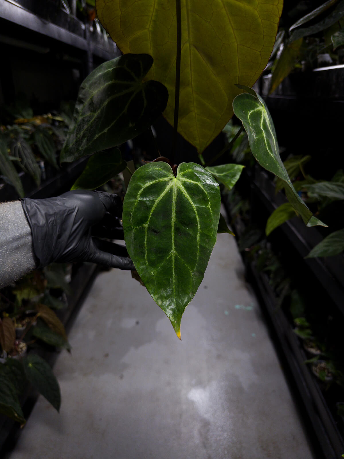 Anthurium ('Blackx' x 'Hoffx') x 'Heinz' s1
