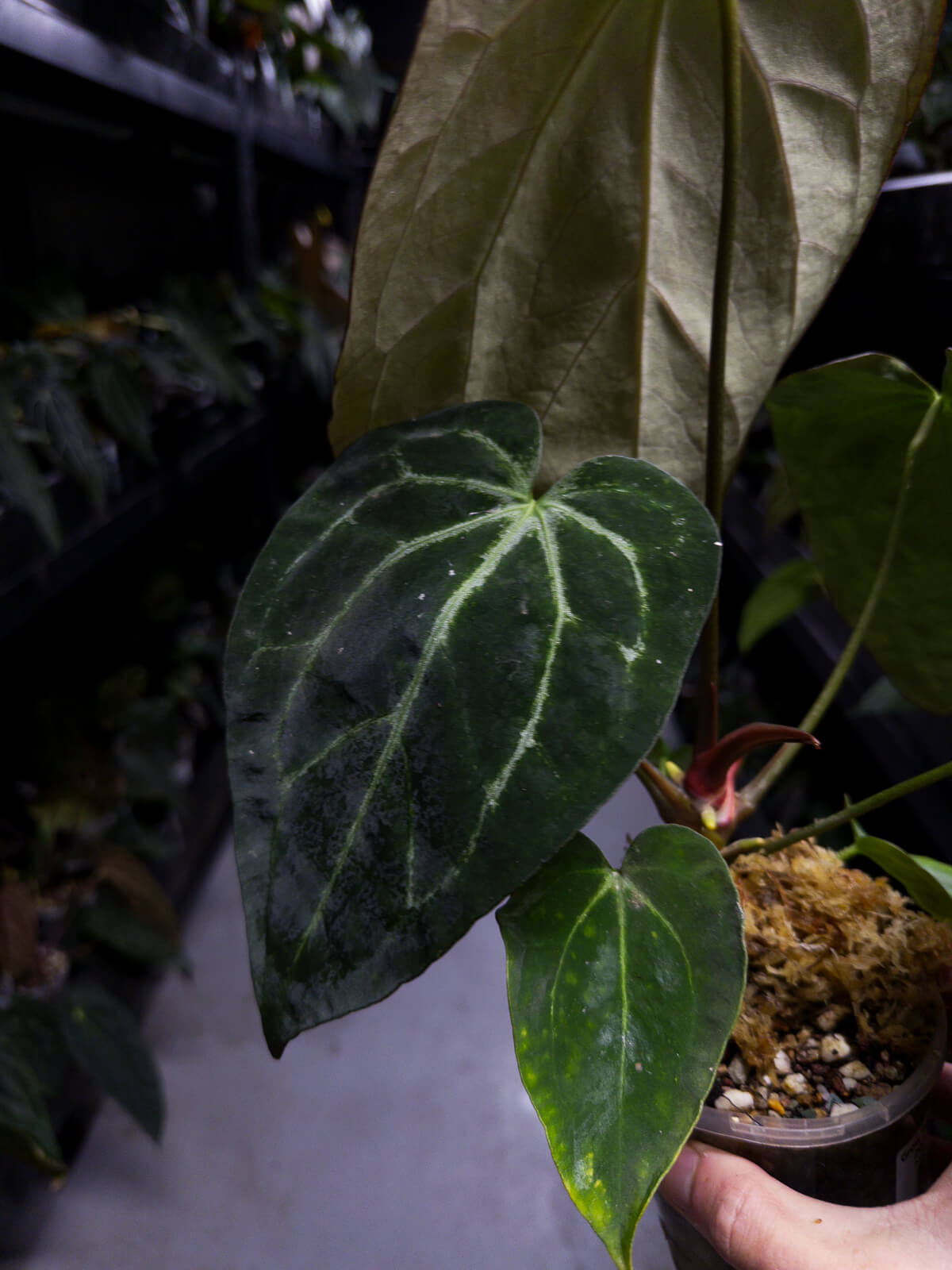 Anthurium ('Blackx' x 'Hoffx') x 'Heinz' s1